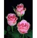 ΤΡΙΑΝΤΑΦΥΛΛΑ ΑΠΑΛΟ ΡΟΖ 70εκ. ROSEN  LOVELY RHODOS 70cm